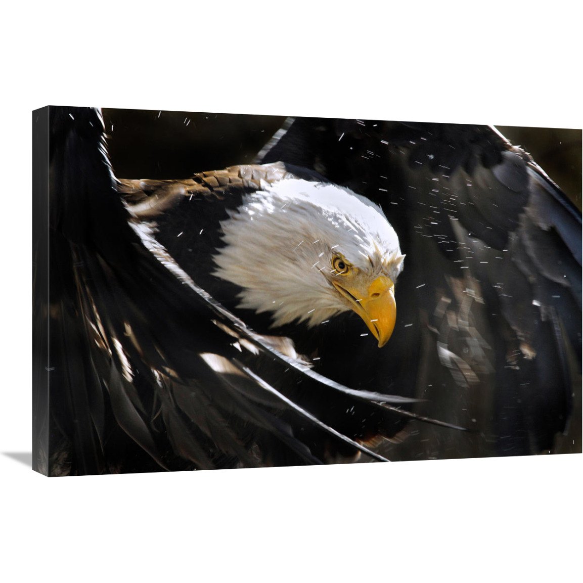 Bald Eagle Bath III-Canvas Art-30&quotx20.1"