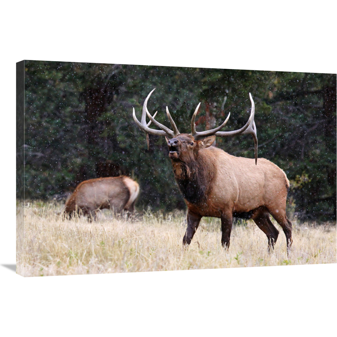 First Snow of Winter-Canvas Art-36&quotx24.12"
