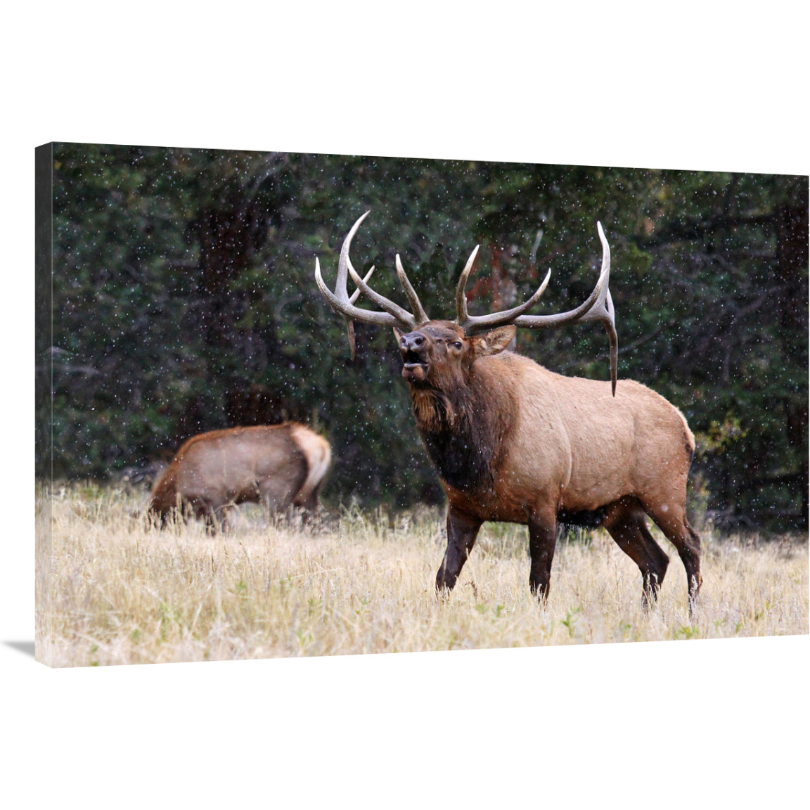 First Snow of Winter-Canvas Art-40&quotx26.8"