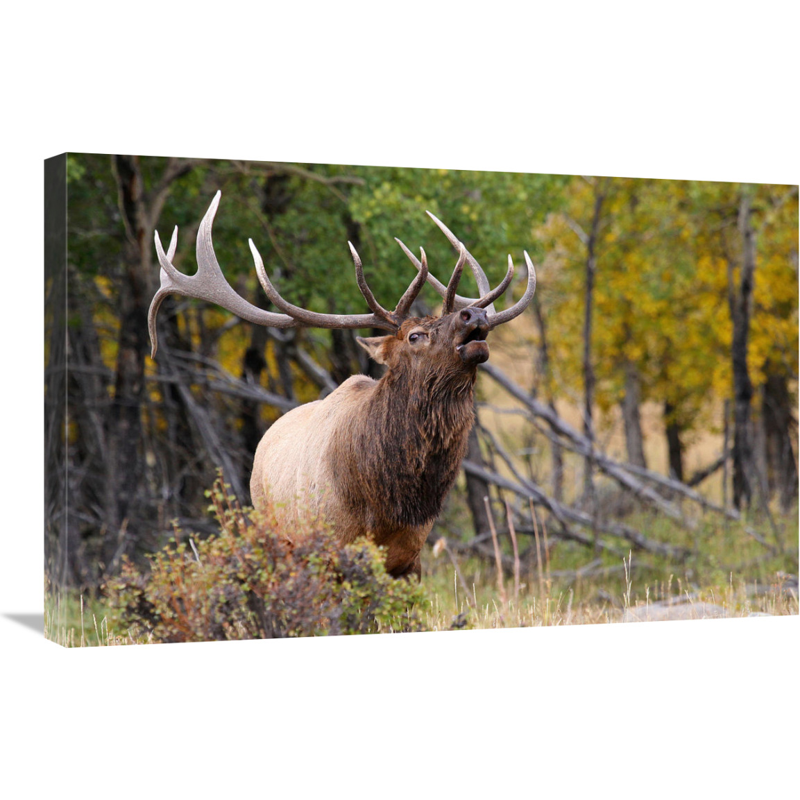 The Bugler-Canvas Art-30&quotx19.5"