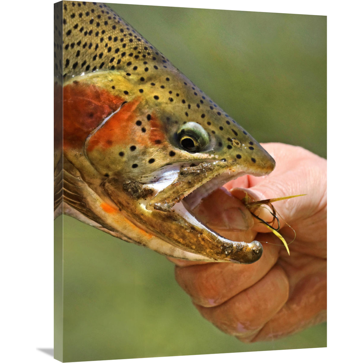 A Trout in the Hand-Canvas Art-27.72&quotx36"