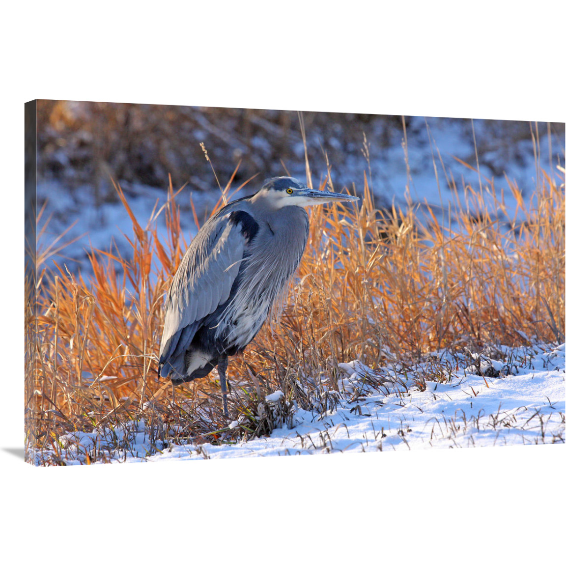 Heron in Winter I-Canvas Art-40&quotx26.8"