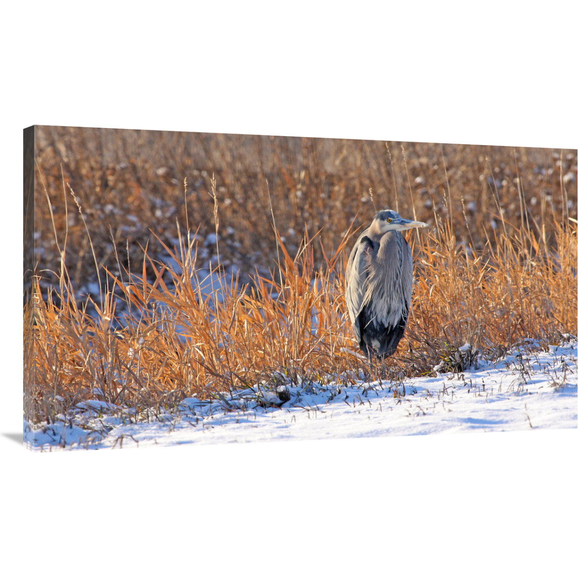 Heron in Winter II-Canvas Art-44&quotx25.52"