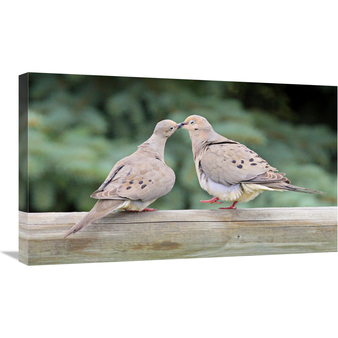The Love Birds-Canvas Art-30&quotx18"