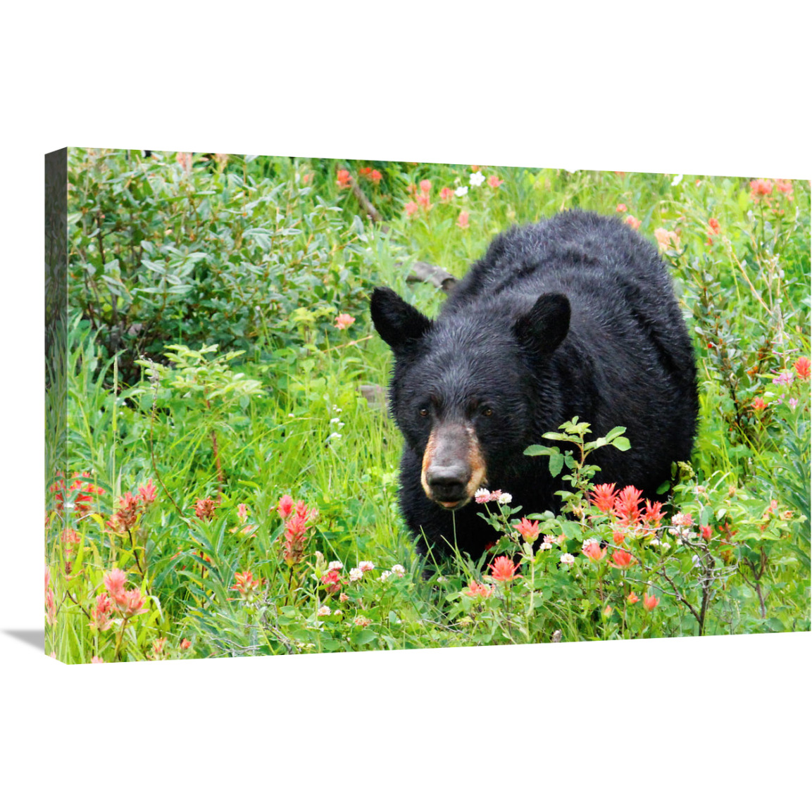 Wildflower Bear-Canvas Art-30&quotx20.1"