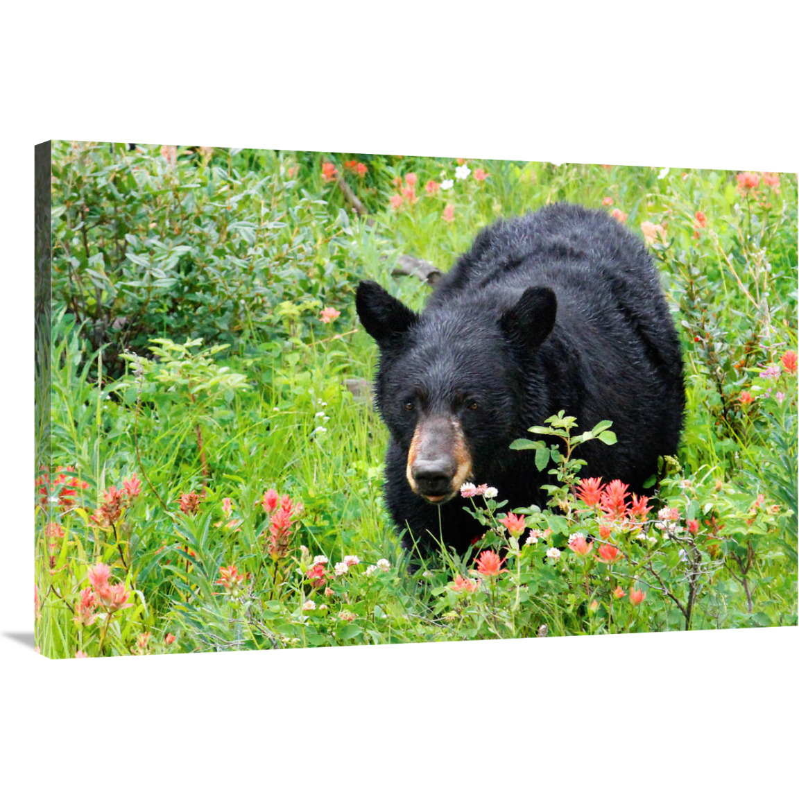 Wildflower Bear-Canvas Art-40&quotx26.8"