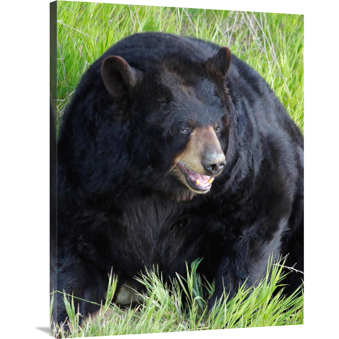 Big Daddy Bear-Canvas Art-30.8&quotx40"