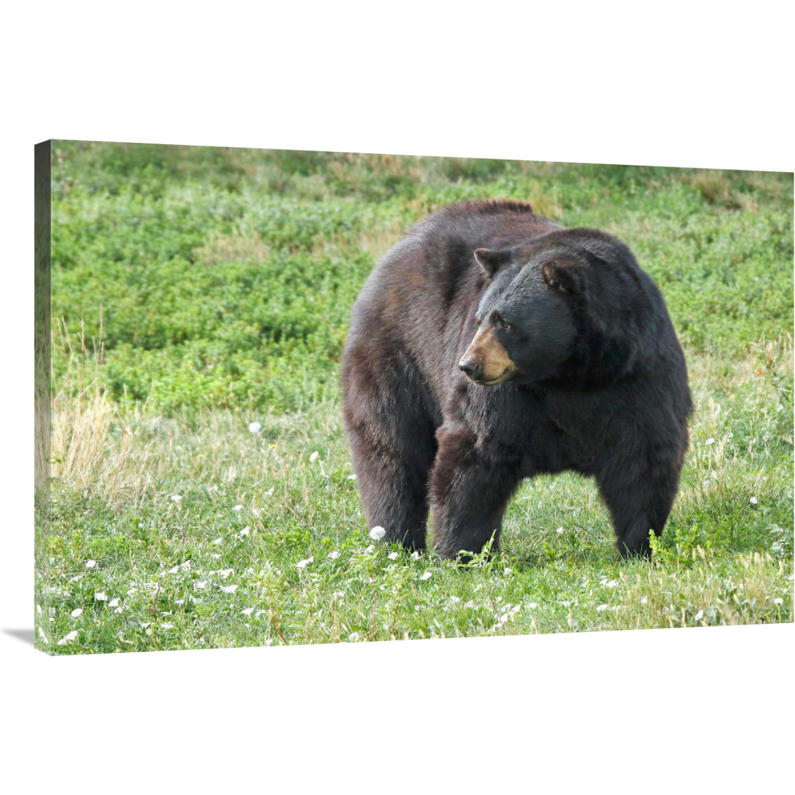 Listening-Canvas Art-40&quotx26.8"