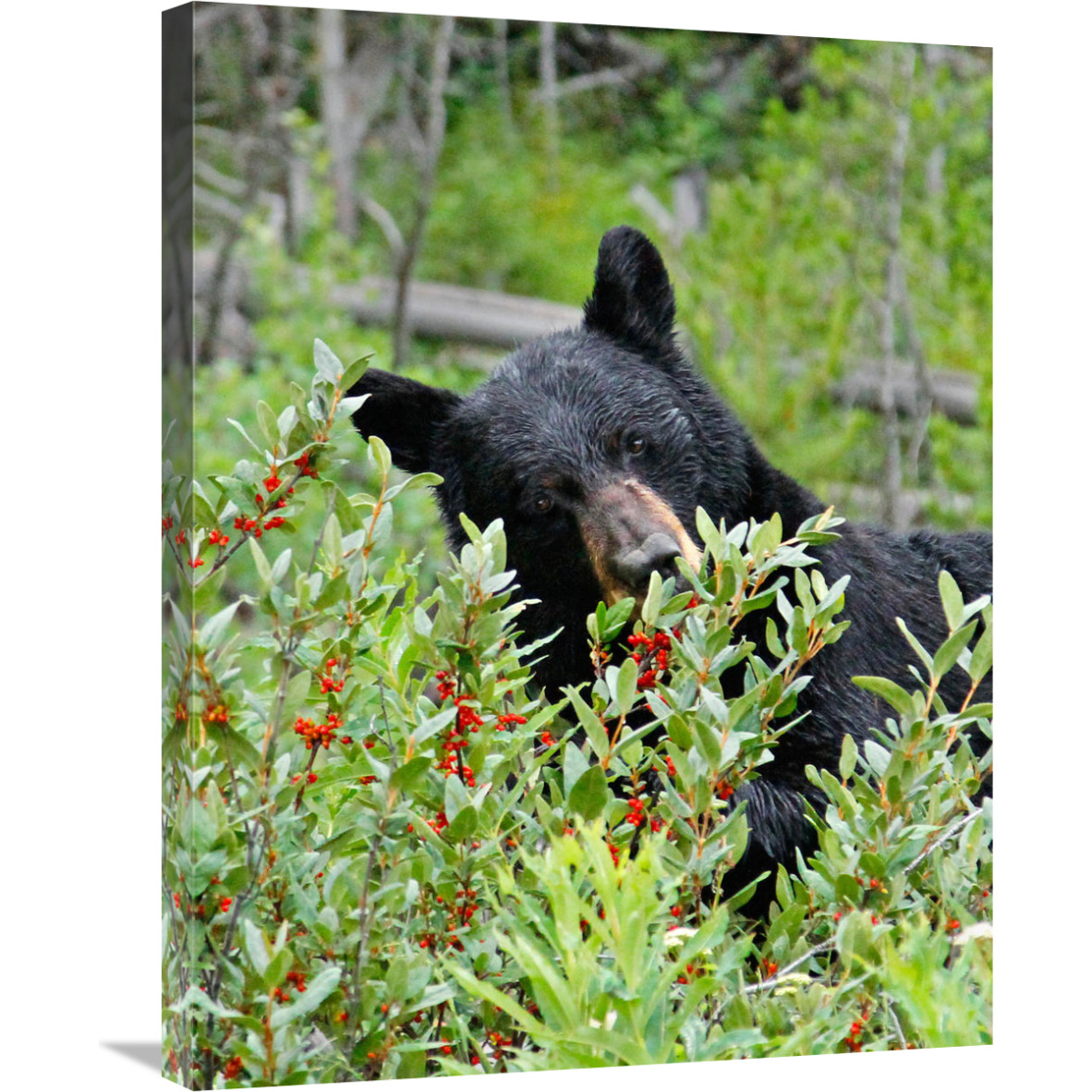 Tasting the Berries-Canvas Art-23.4&quotx30"