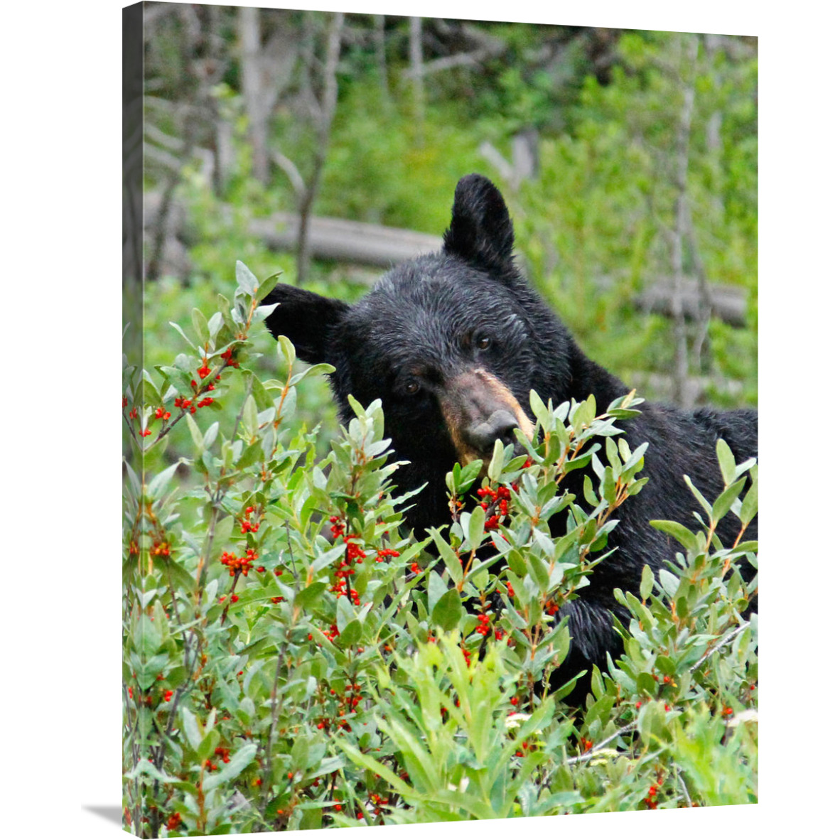 Tasting the Berries-Canvas Art-28.08&quotx36"