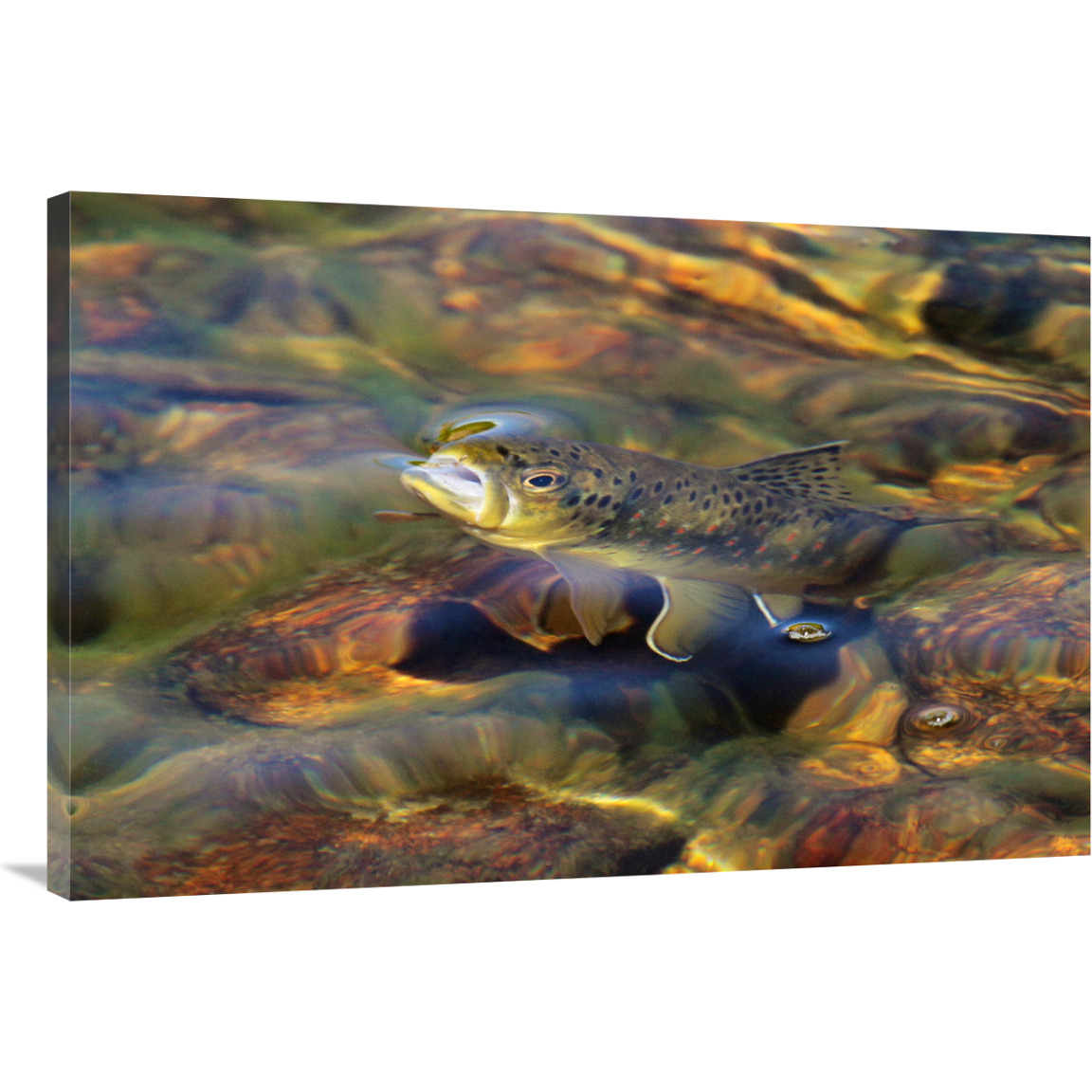 Brown Trout Surfacing-Canvas Art-40&quotx26.8"