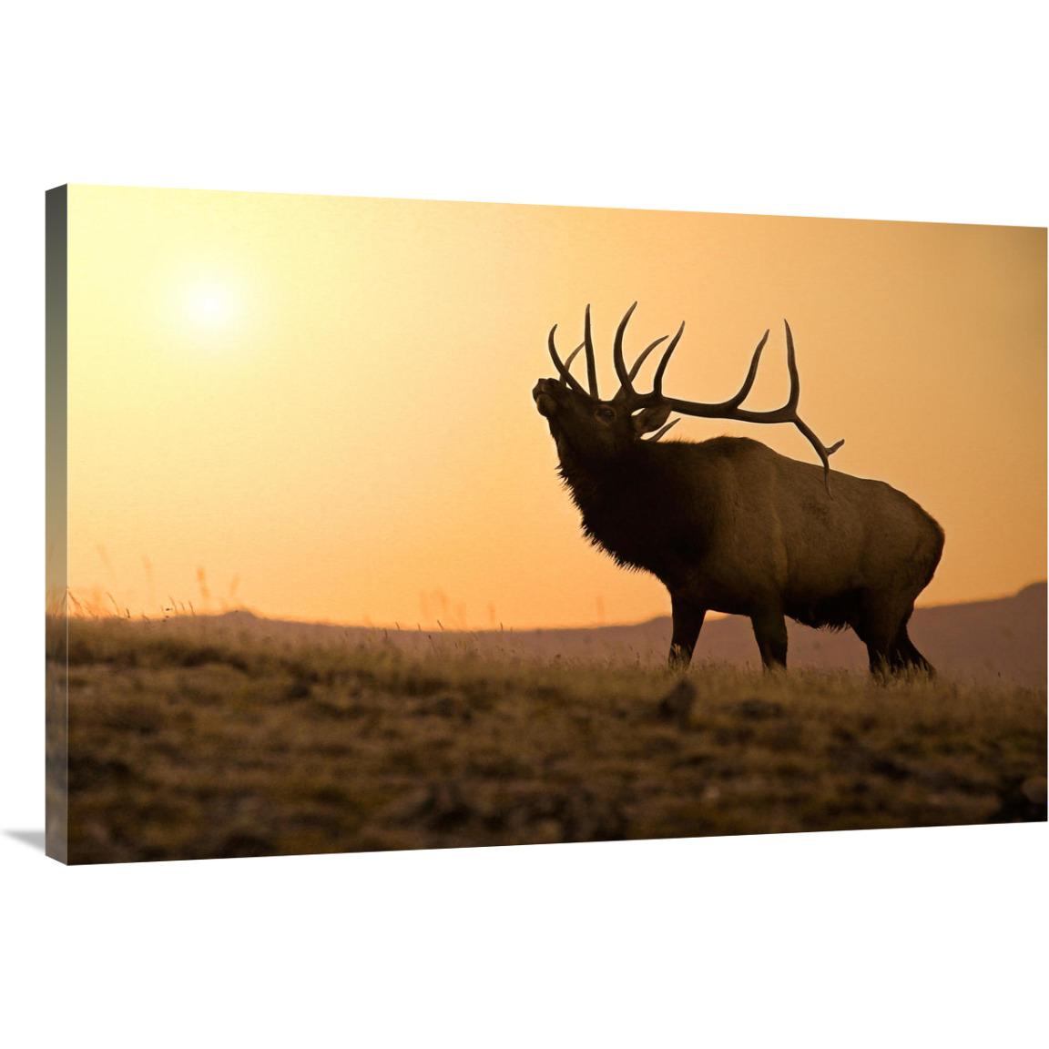 Bull Elk at Sunset-Canvas Art-40&quotx26.8"