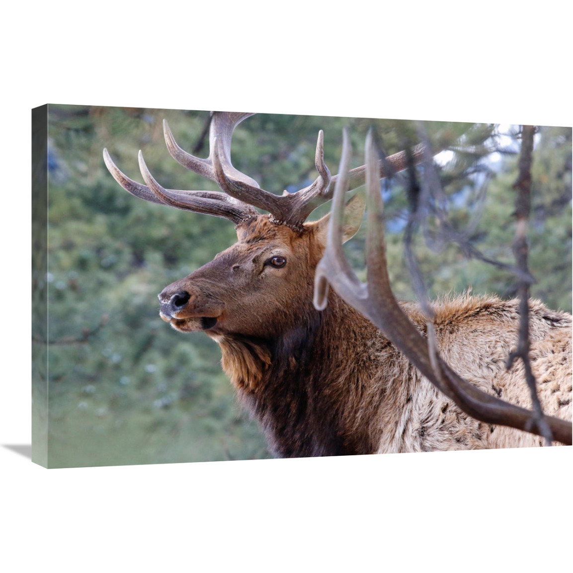 Majestic Elk-Canvas Art-30&quotx20.1"