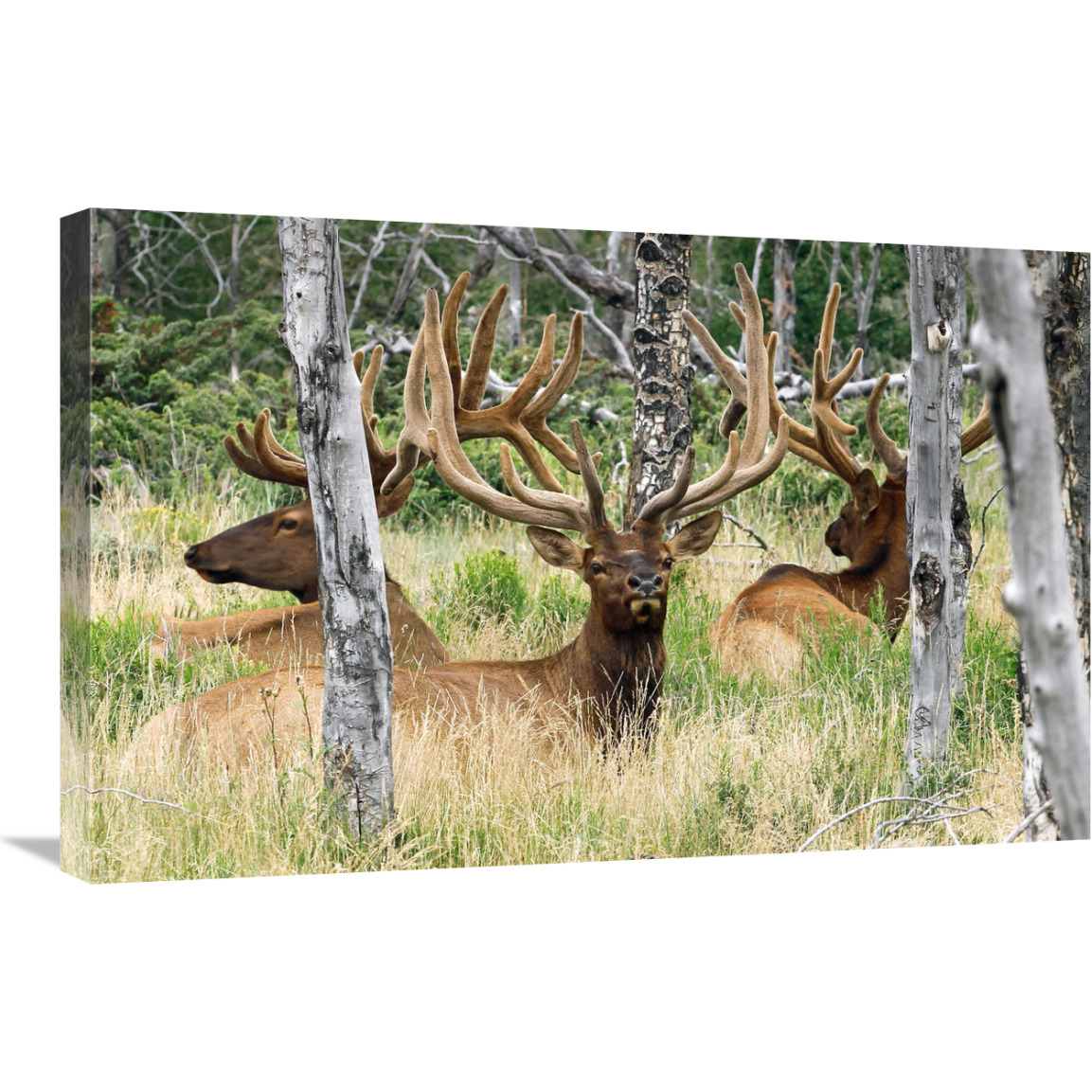 Evening Rest-Canvas Art-30&quotx19.5"