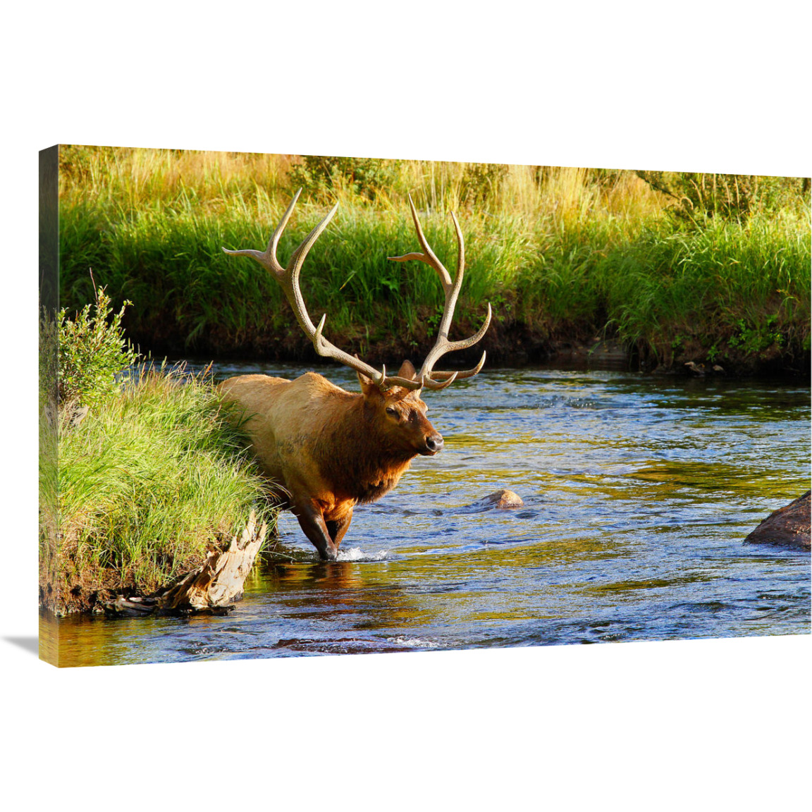 Bull Elk in the Stream-Canvas Art-36&quotx24.12"