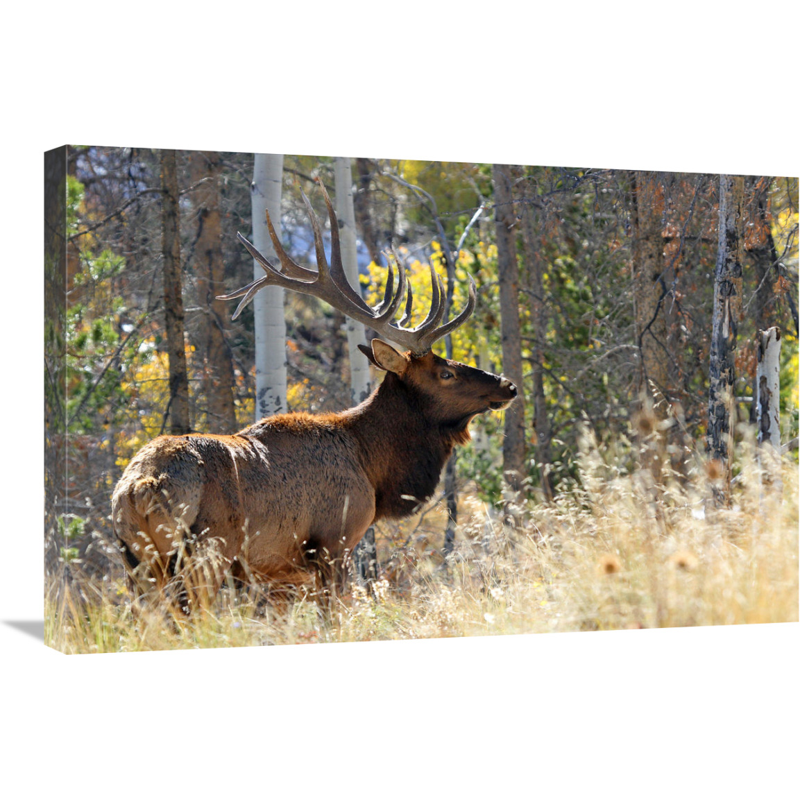 Bull Elk in the Forest-Canvas Art-30&quotx20.1"