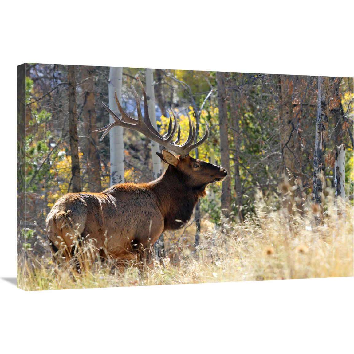 Bull Elk in the Forest-Canvas Art-36&quotx24.12"