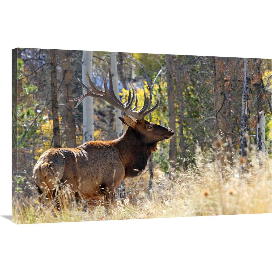 Bull Elk in the Forest-Canvas Art-40&quotx26.8"