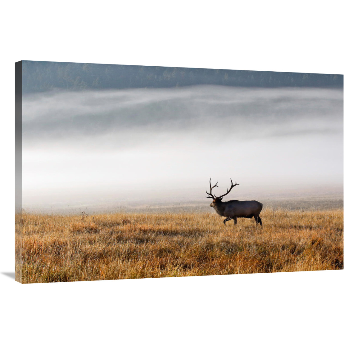 Foggy Morning-Canvas Art-40&quotx26.8"