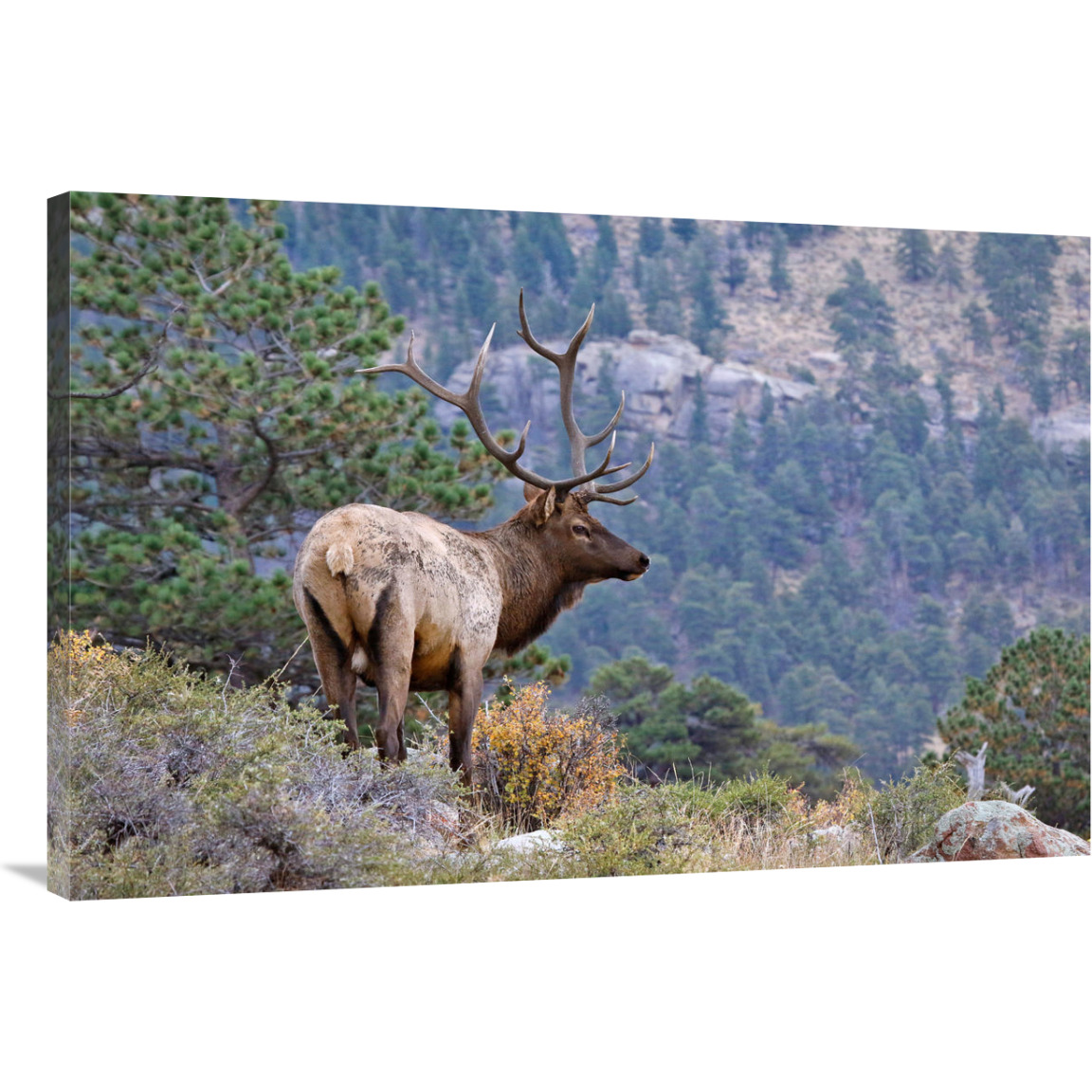 Canyon View-Canvas Art-40&quotx26.8"