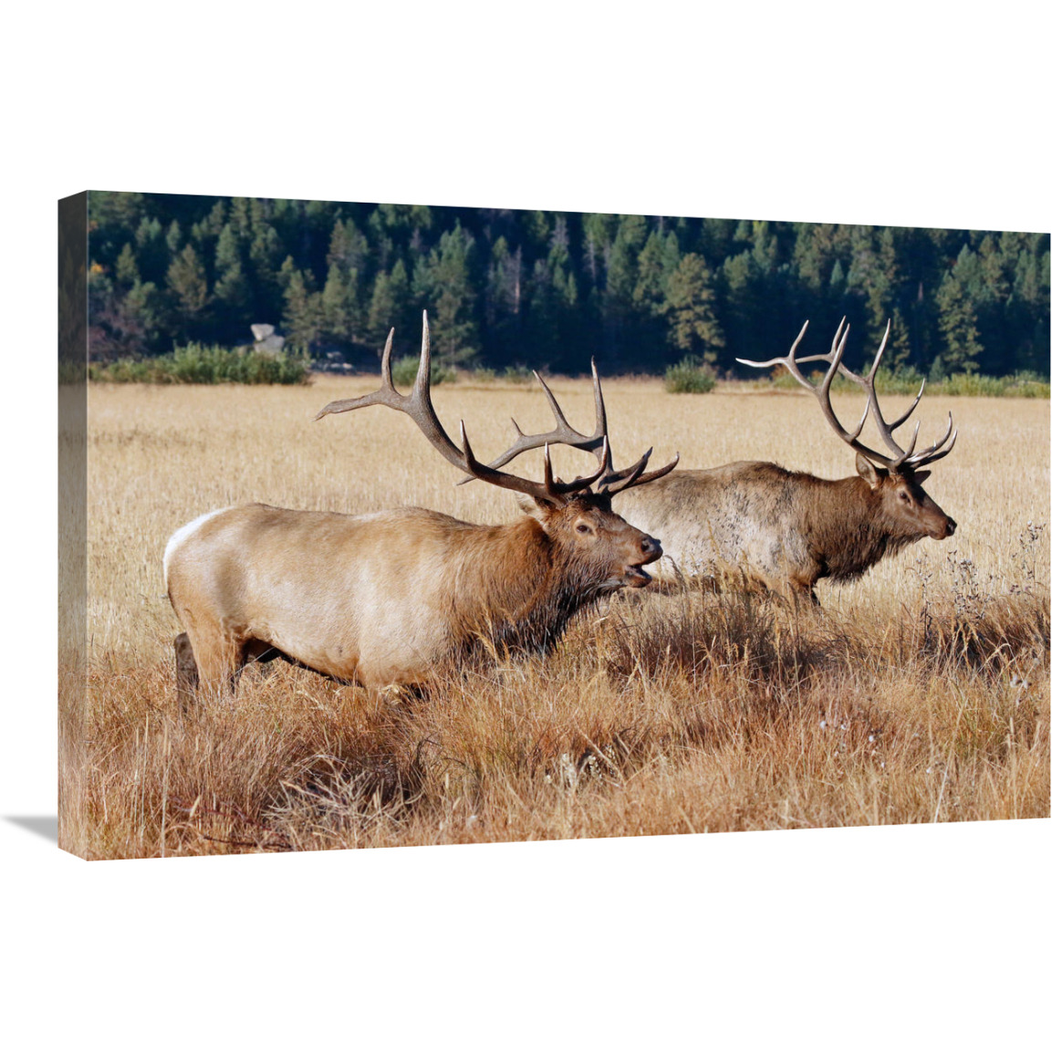 Confrontation-Canvas Art-30&quotx20.1"