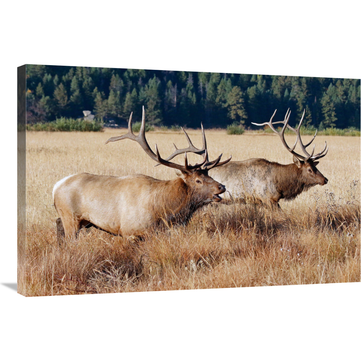 Confrontation-Canvas Art-36&quotx24.12"