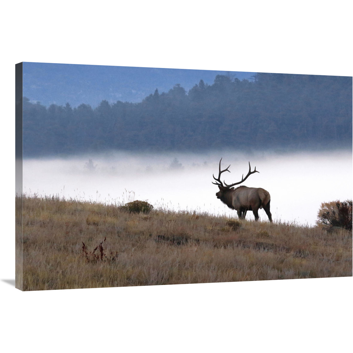 In to the Fog-Canvas Art-40&quotx26.8"