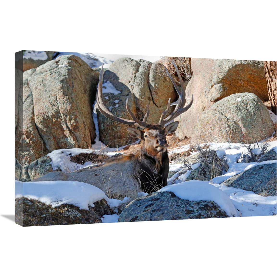 Waiting out the Snow-Canvas Art-30&quotx20.1"