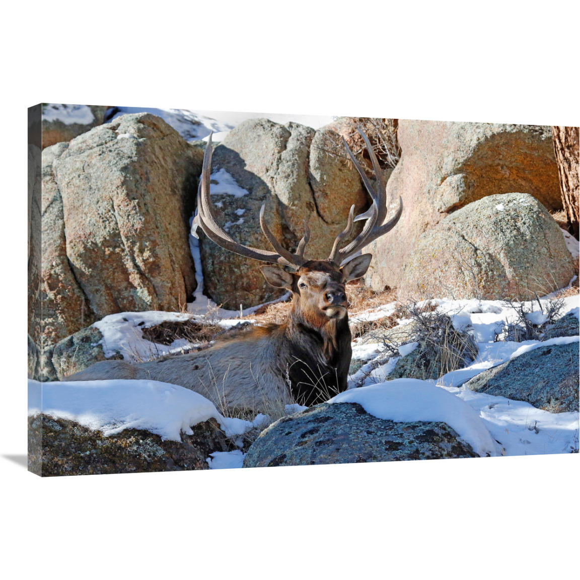 Waiting out the Snow-Canvas Art-36&quotx24.12"