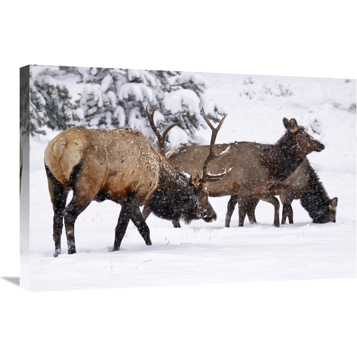 The Long Trek Home-Canvas Art-30&quotx20.1"