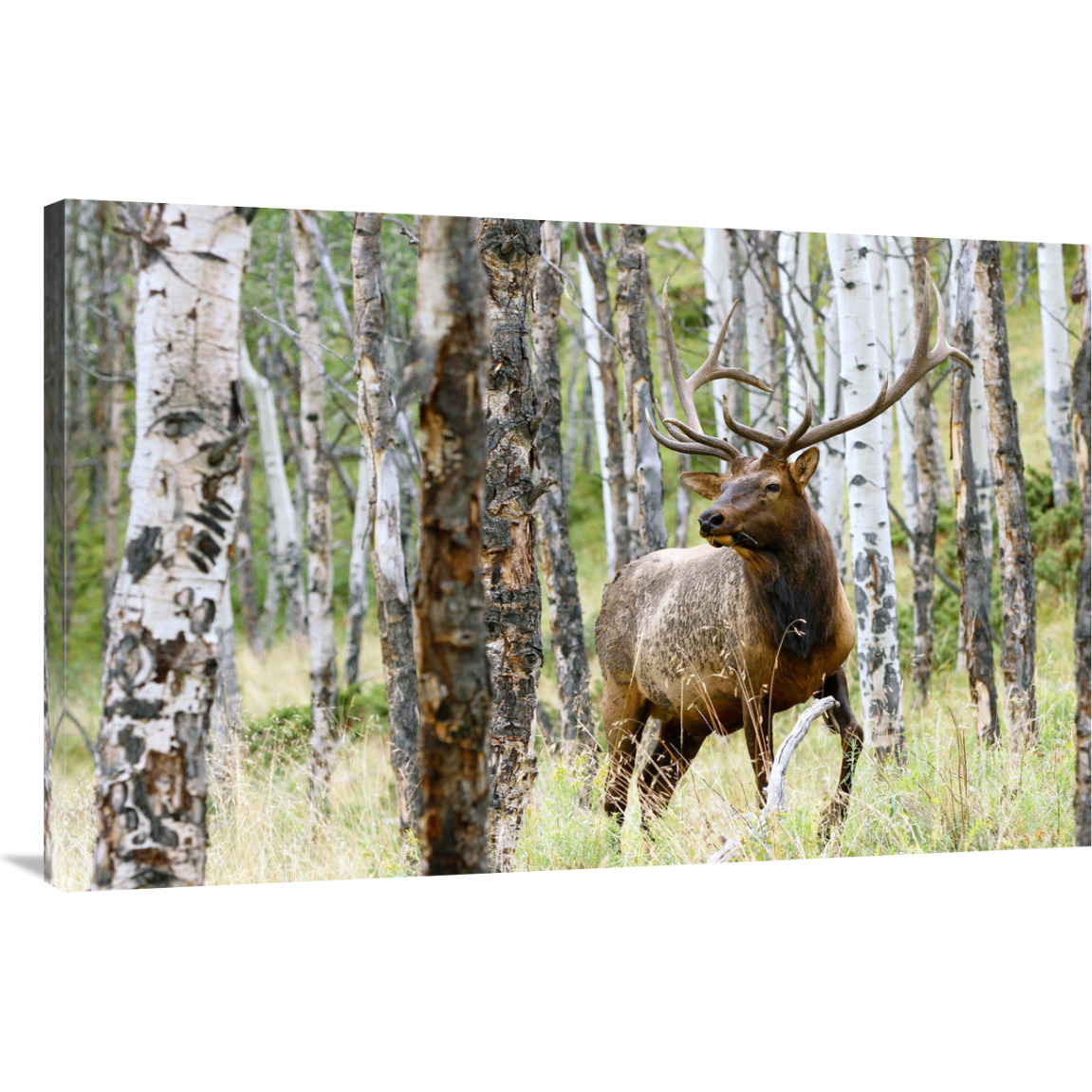Elk in the Aspens-Canvas Art-44&quotx28.6"