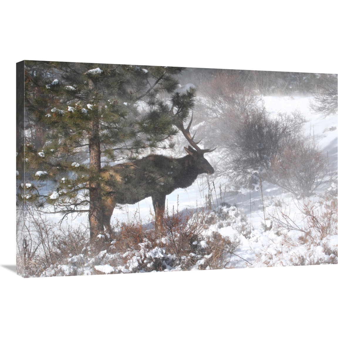 Shelter From the Storm-Canvas Art-36&quotx24.12"