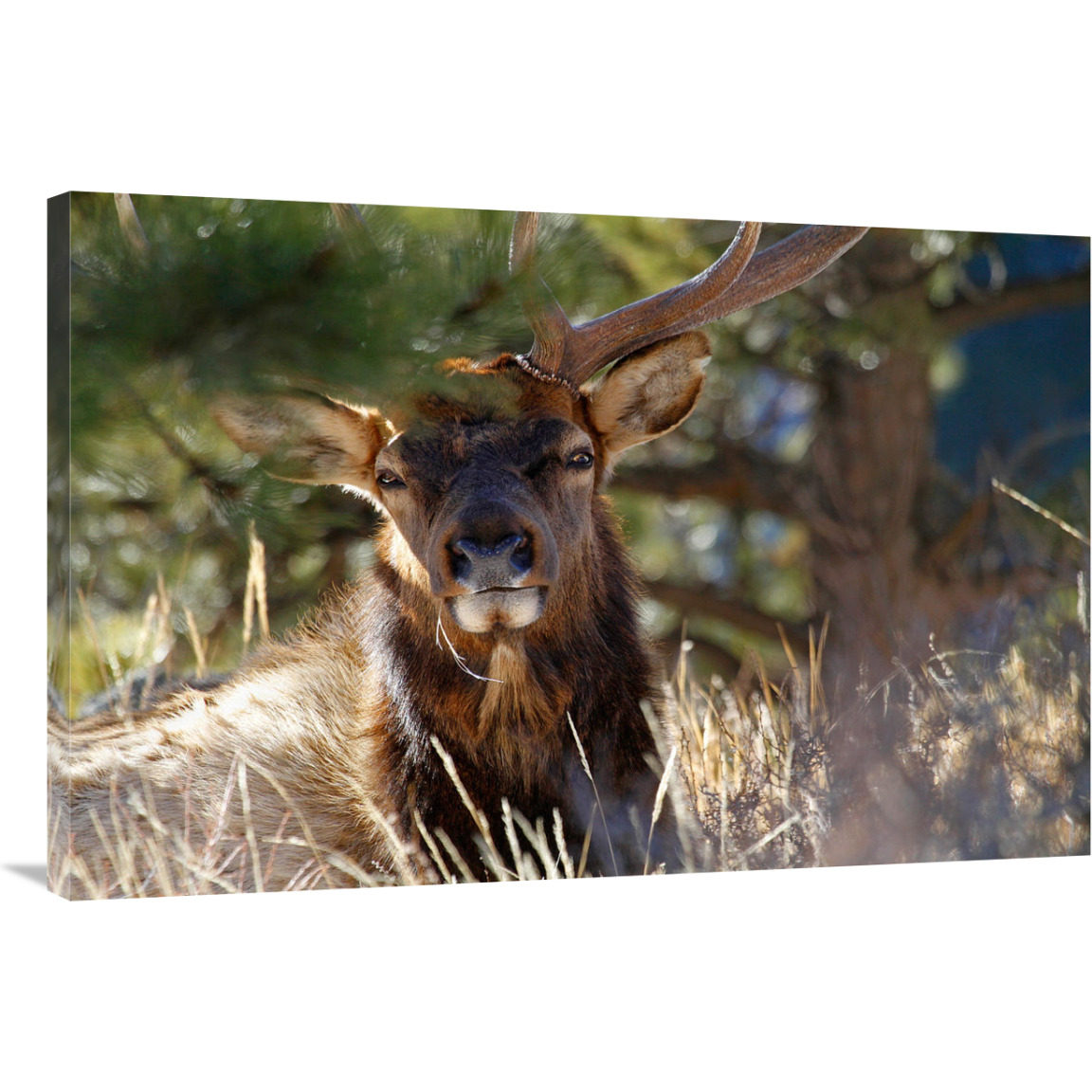 Tranquility-Canvas Art-40&quotx26.8"