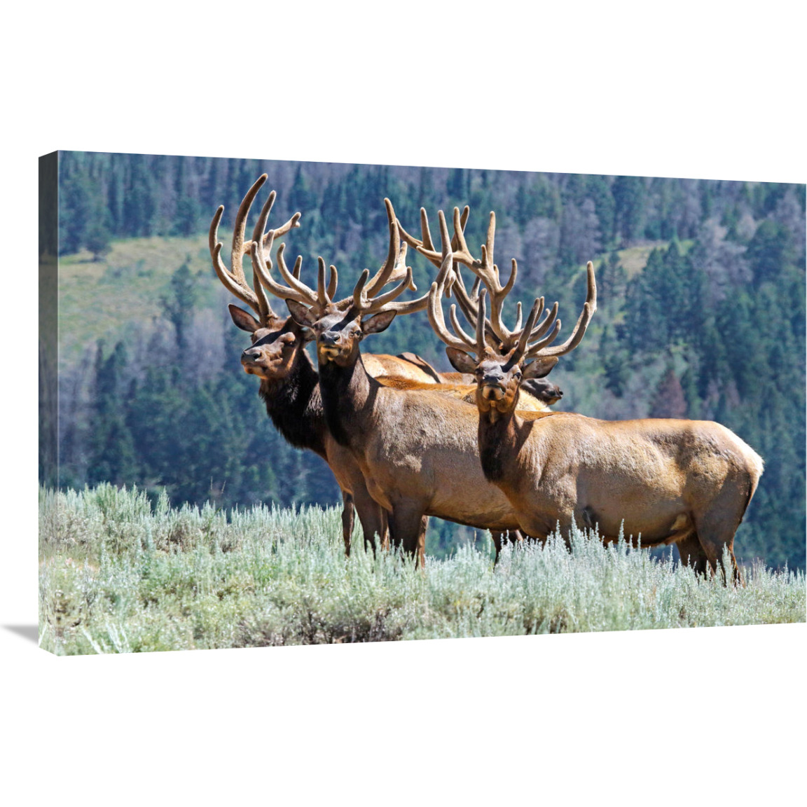 Summer Velvet-Canvas Art-36&quotx23.4"