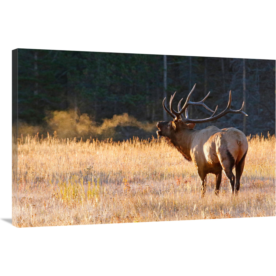 Letting Off Steam-Canvas Art-40&quotx26.8"