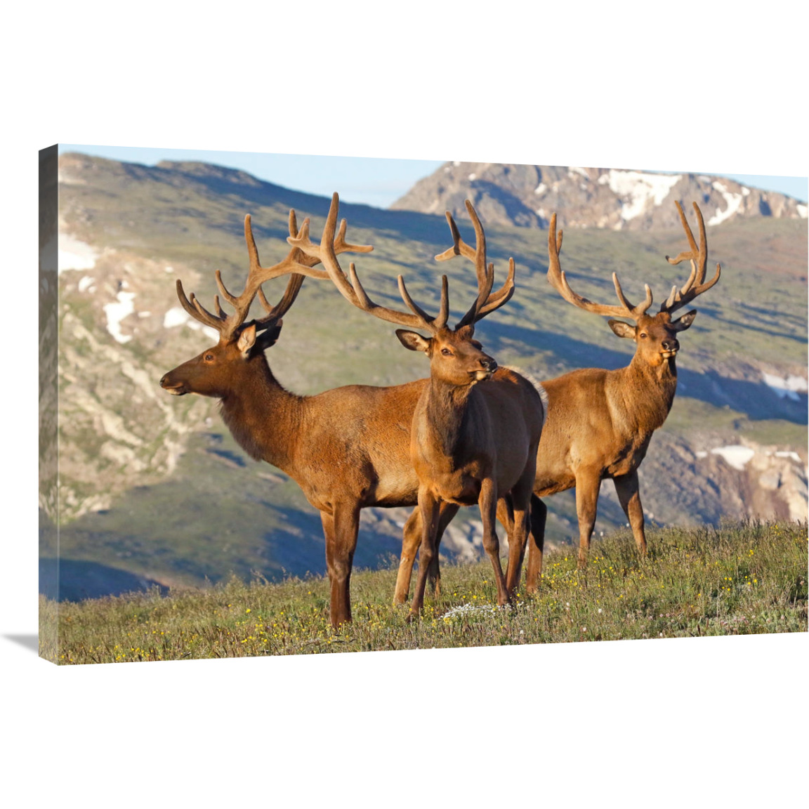 Teh Summer Range-Canvas Art-36&quotx24.12"