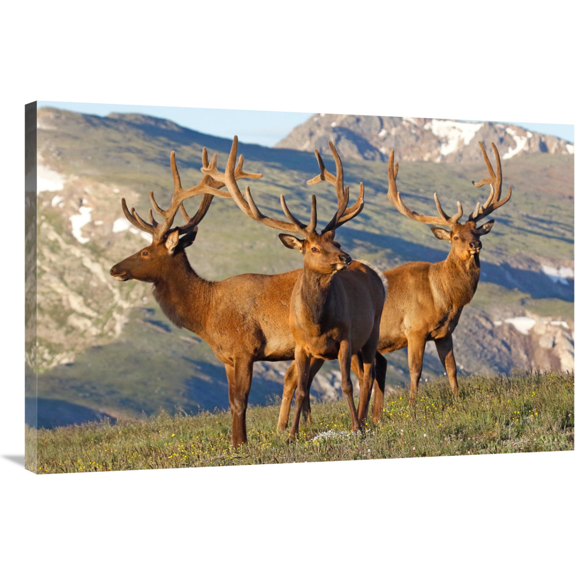 Teh Summer Range-Canvas Art-40&quotx26.8"