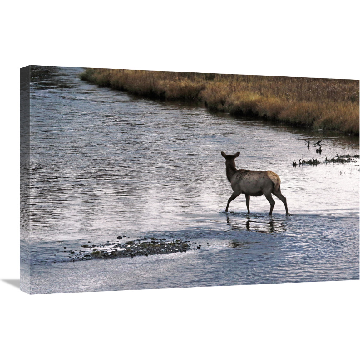 Cow Elk Crossing-Canvas Art-30&quotx20.1"
