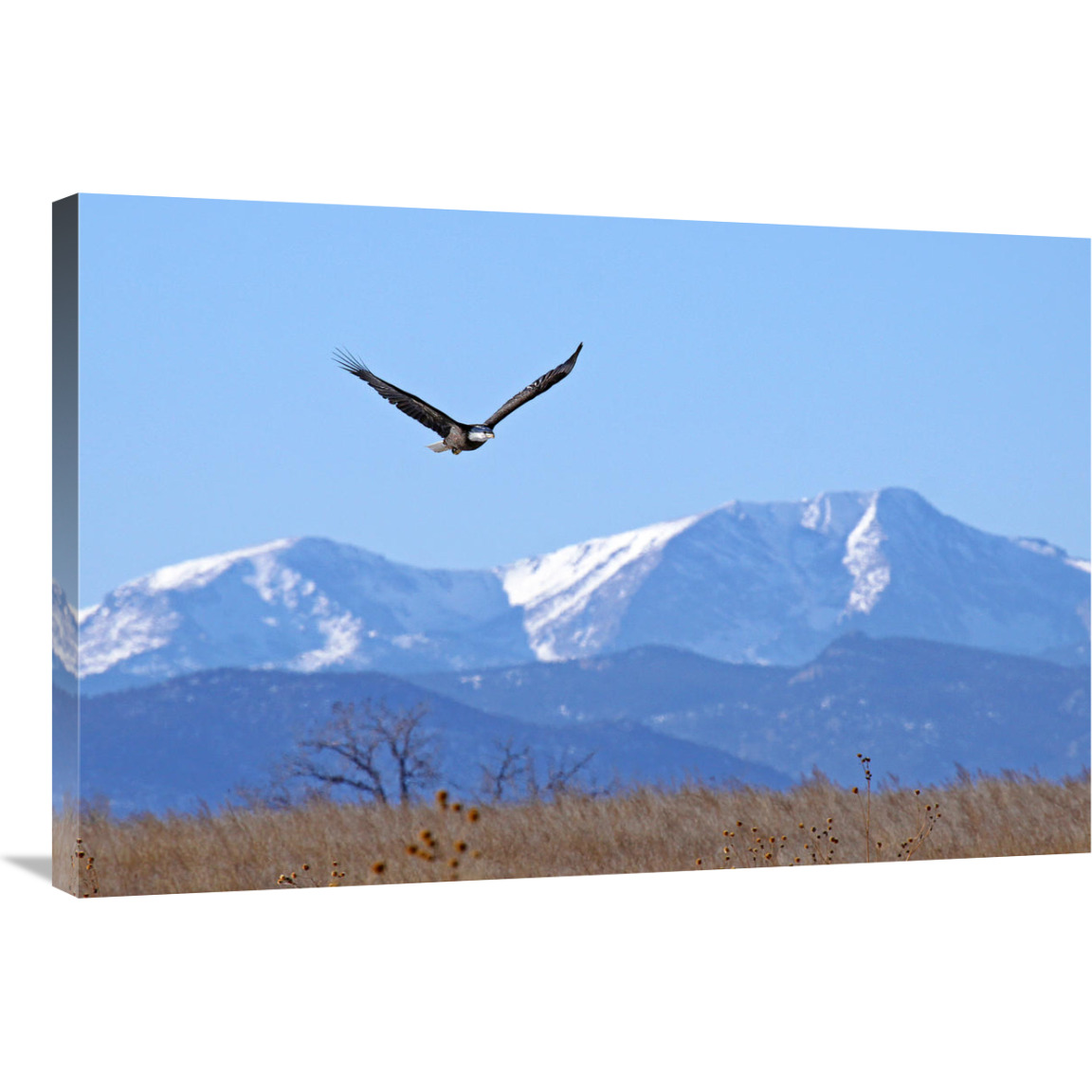 Call of the Wild-Canvas Art-36&quotx24.12"