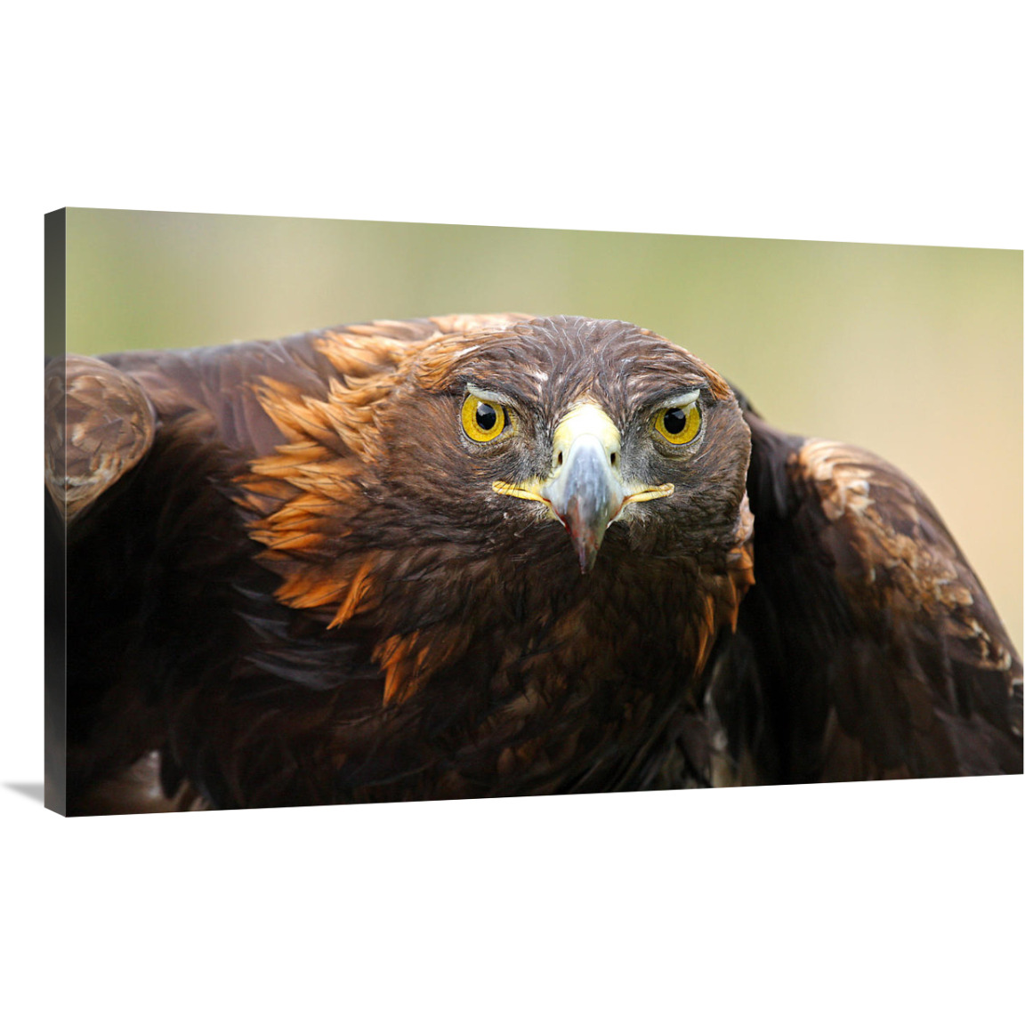 Ready for Flight-Canvas Art-40&quotx24.4"