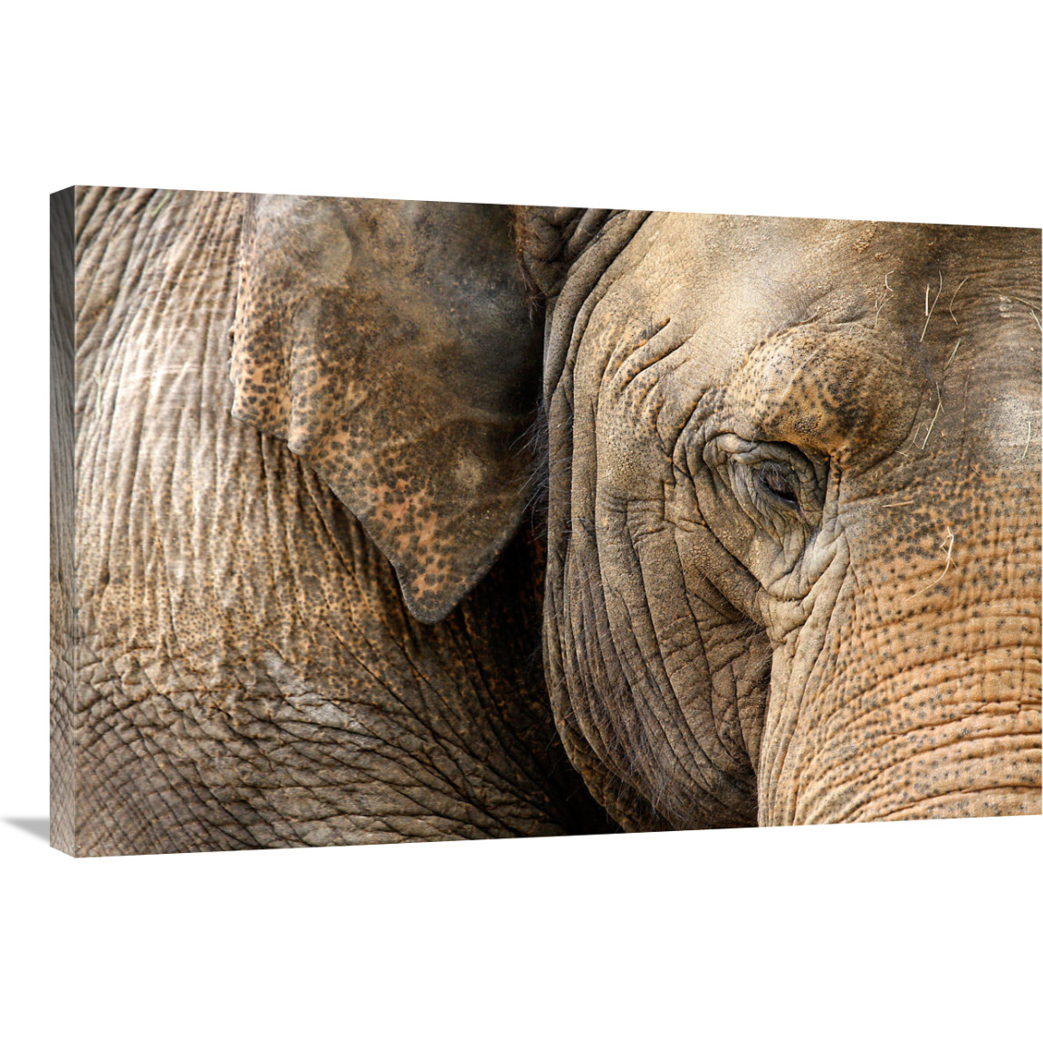 Eye of the Elephant-Canvas Art-36&quotx24.12"