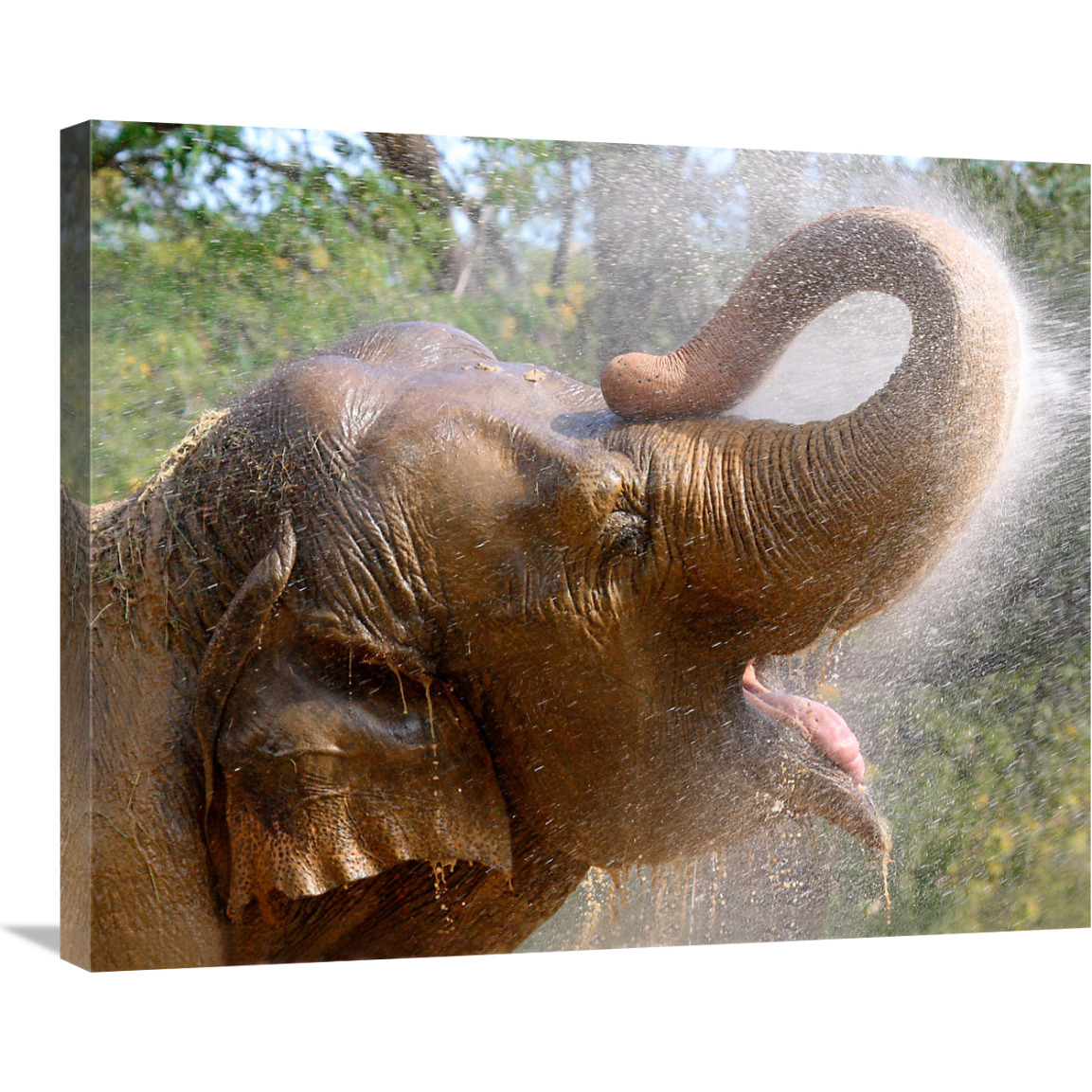 Elephant Bath-Canvas Art-30&quotx24.6"