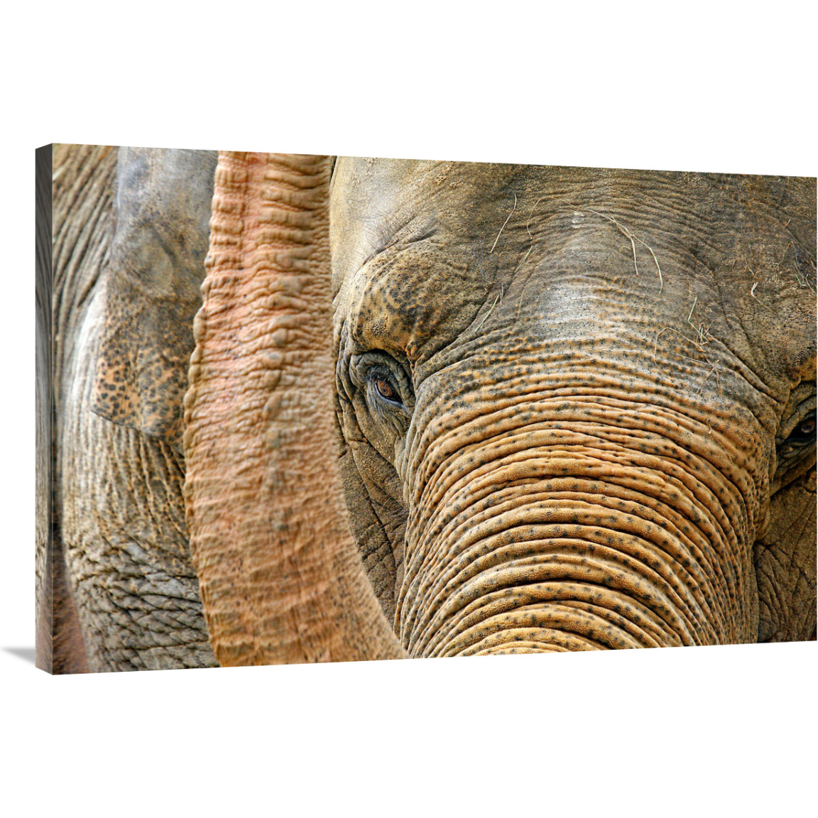 Ready for my Close Up-Canvas Art-40&quotx26.8"