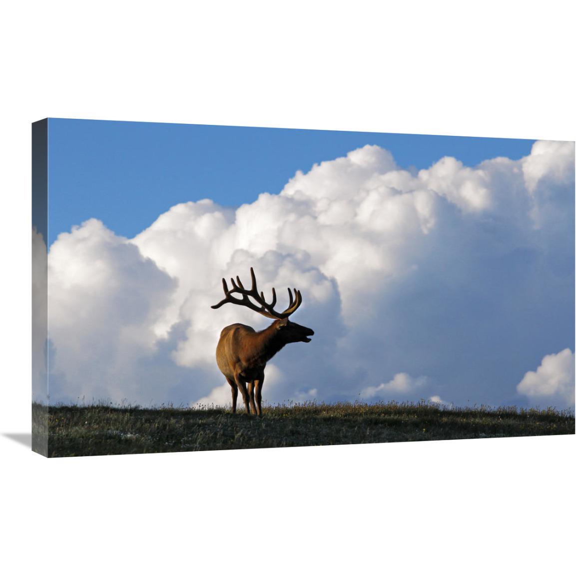 Elk and the Gathering Storm-Canvas Art-30&quotx18.6"