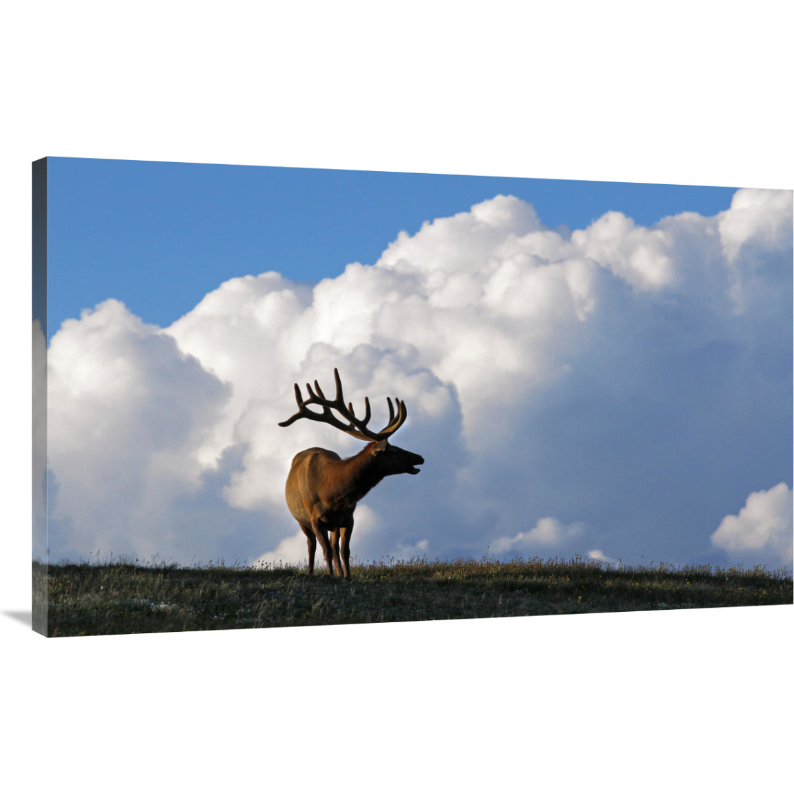 Elk and the Gathering Storm-Canvas Art-44&quotx27.28"