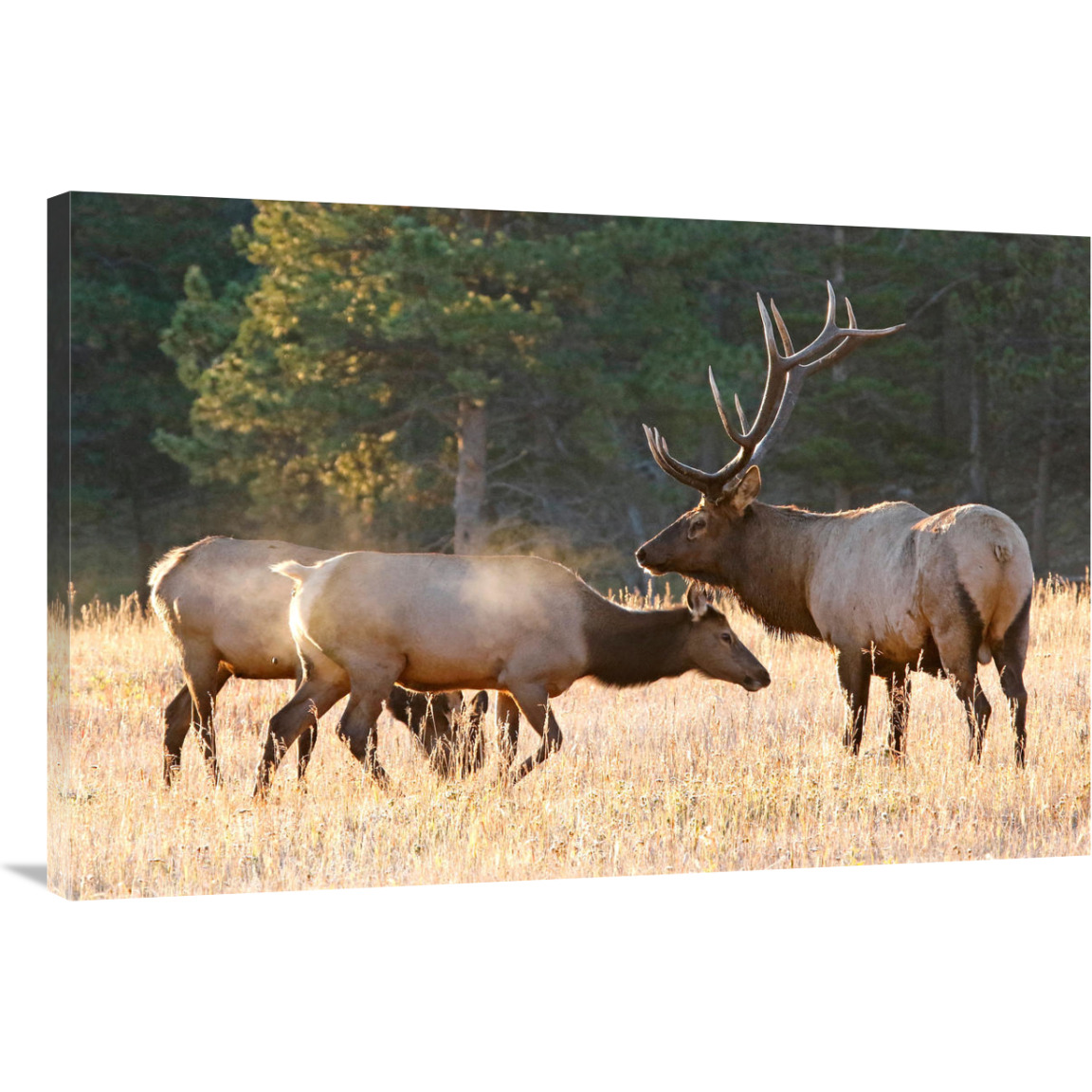 Elk Family Group-Canvas Art-40&quotx26.8"
