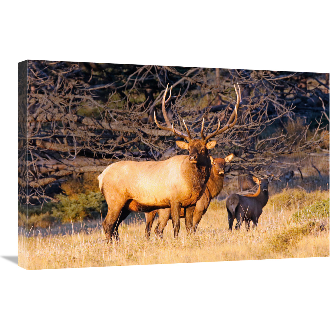 Protection-Canvas Art-30&quotx20.1"