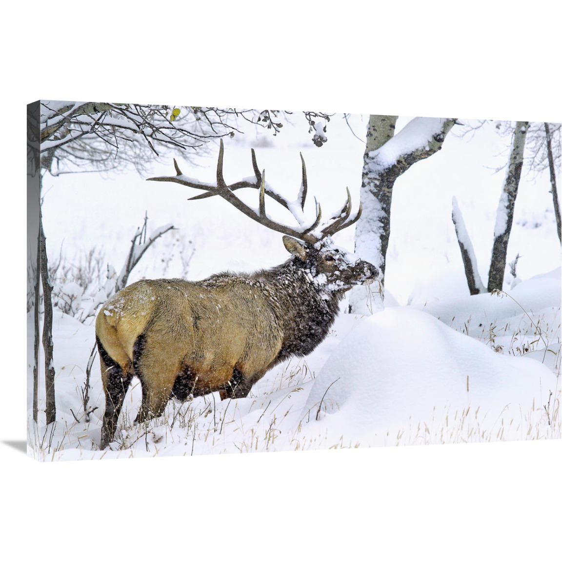 The Snowdrift-Canvas Art-36&quotx24.12"