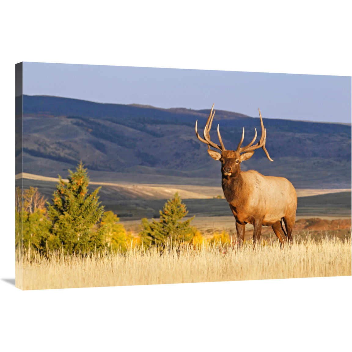 Bull on the Ridgeline-Canvas Art-40&quotx26.8"