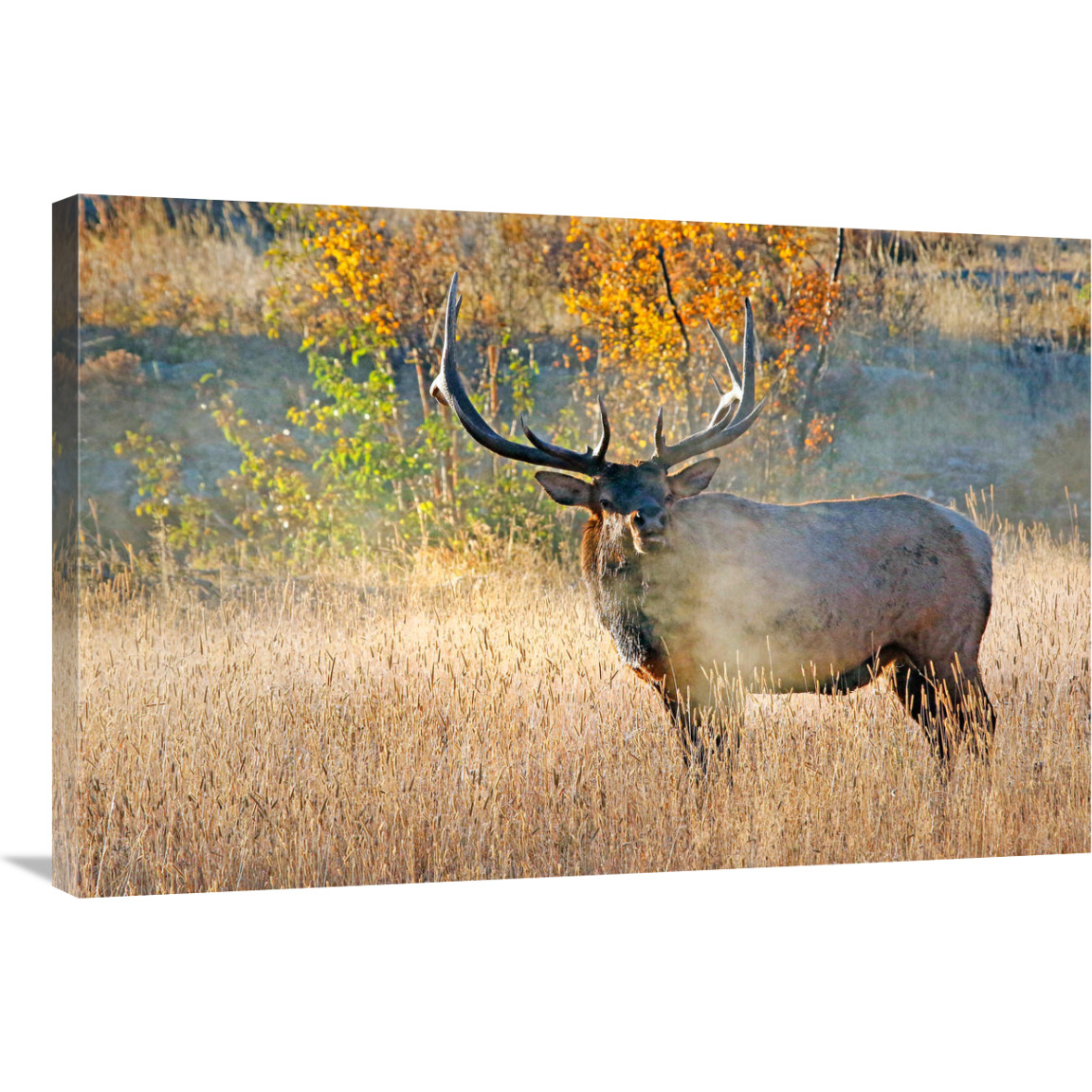 Bull Elk Steamer-Canvas Art-36&quotx24.12"